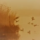 canards sur le lac