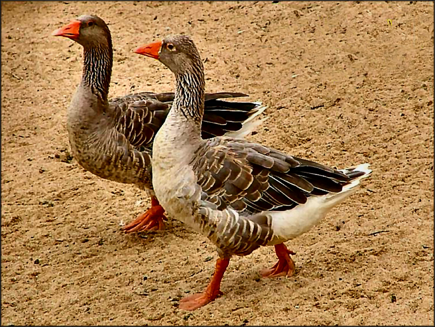 Canards sur le sable