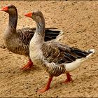 Canards sur le sable