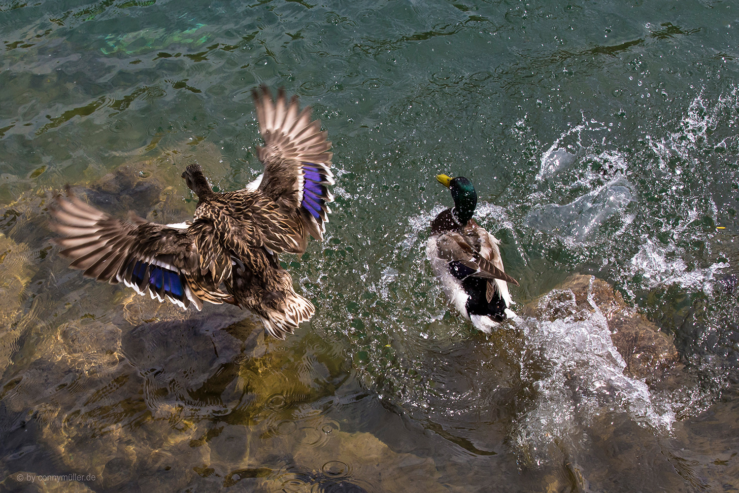 Canards sur l'eau