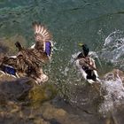 Canards sur l'eau