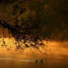 CANARDS SUR SORGUE