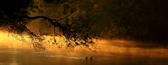 CANARDS SUR SORGUE