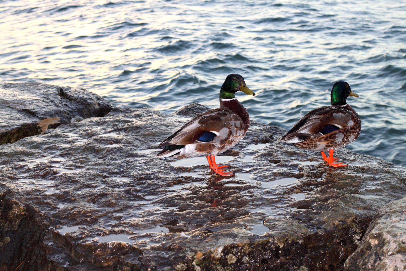 Canards tous simplement