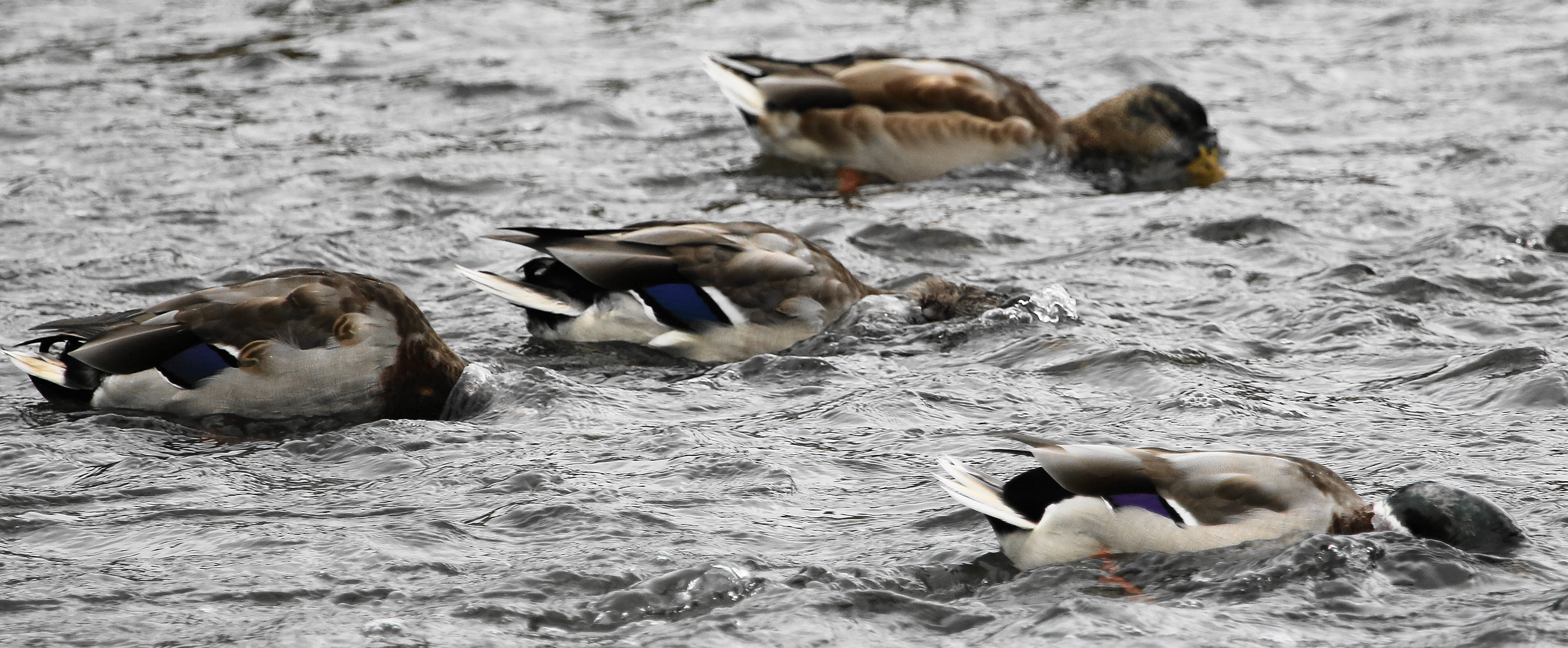 Canards tête dans l'eau. Les autruches c'est dans le sable.