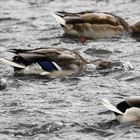 Canards tête dans l'eau. Les autruches c'est dans le sable.