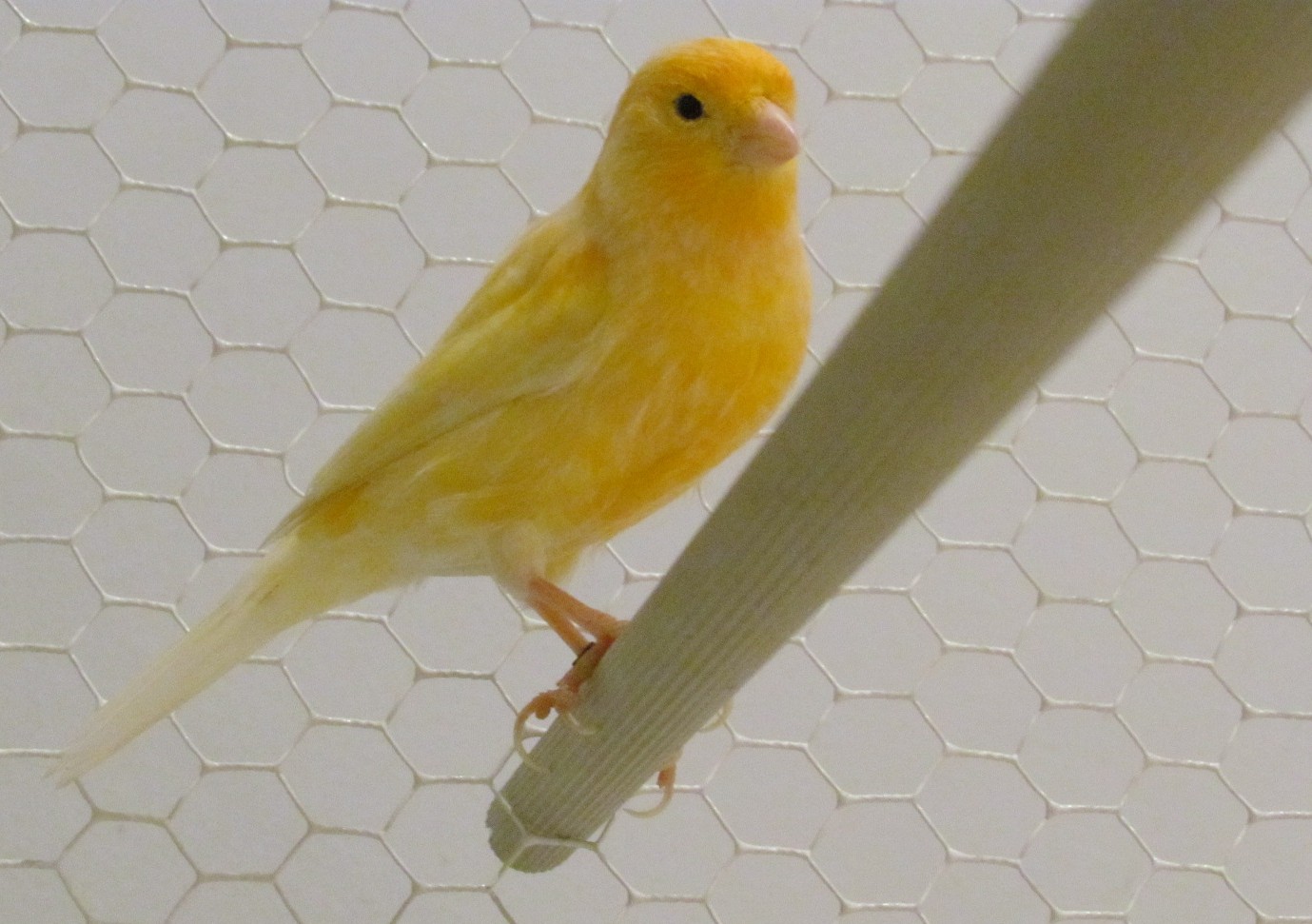 canari