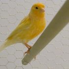 canari