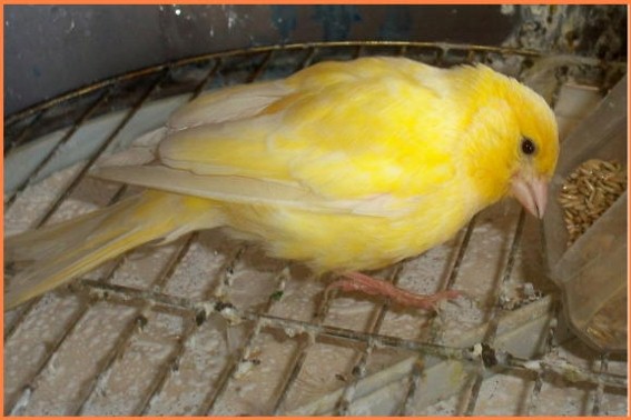 canari jaune