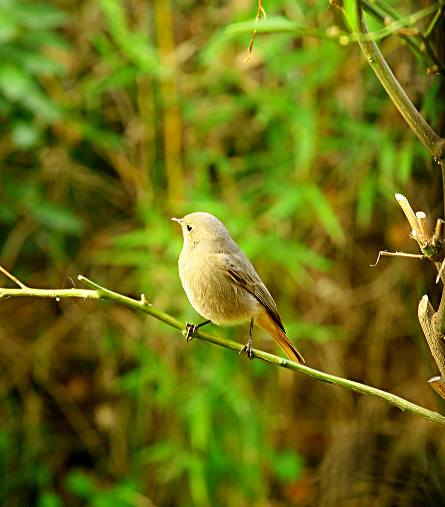 canari ou serin ?