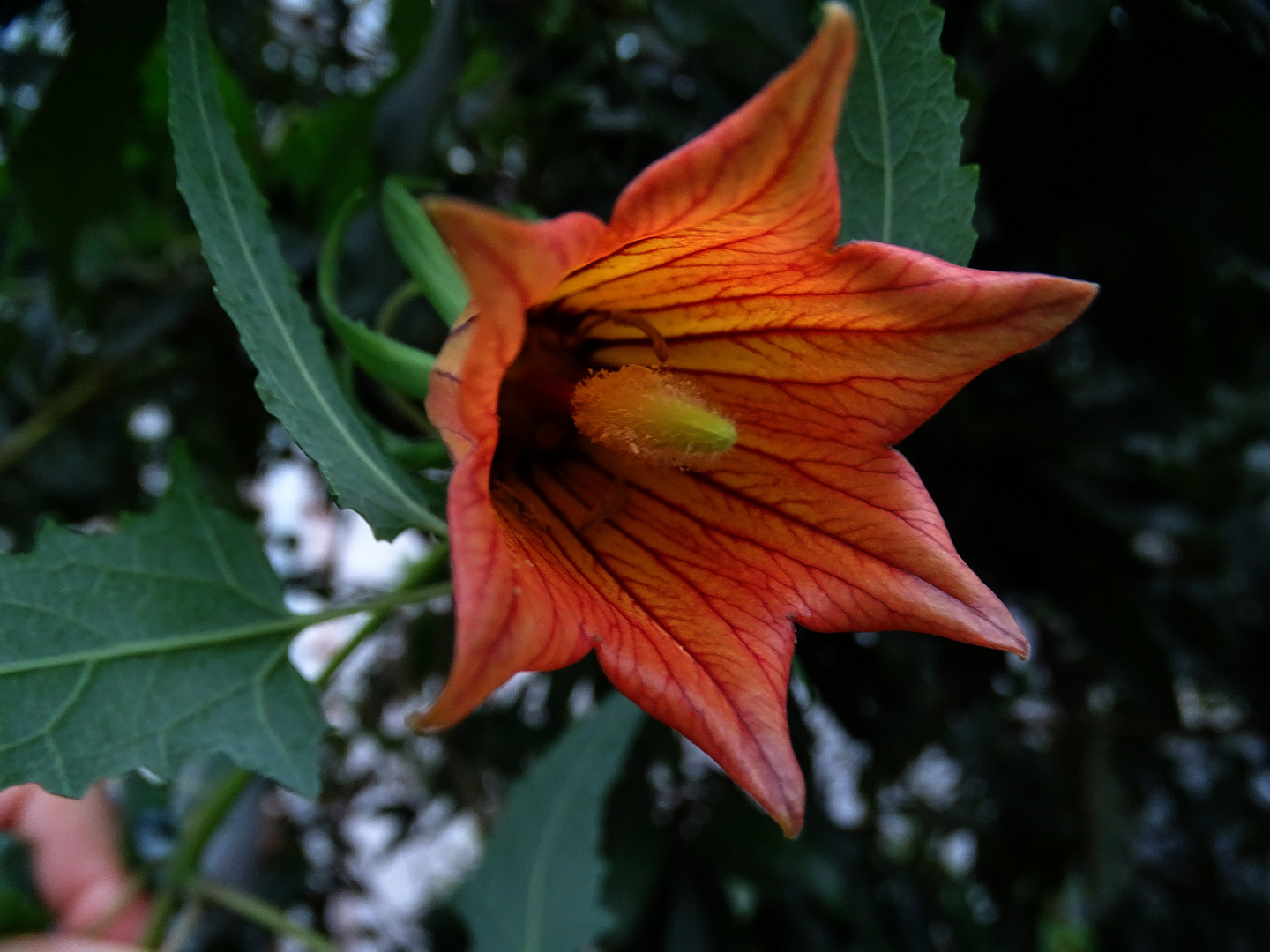 Canaria canariensis-Kanarenglockenblume