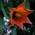 Canaria canariensis-Kanarenglockenblume