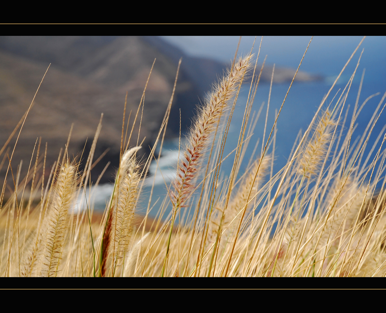 Canarian Herbs