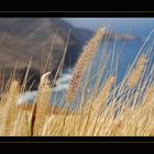 Canarian Herbs