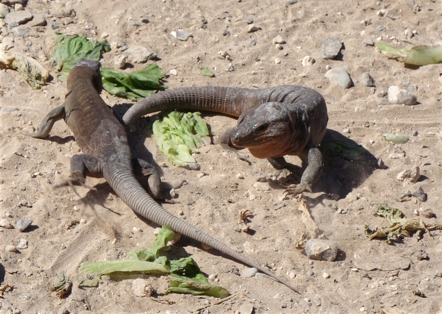 canarian lizard