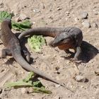 canarian lizard