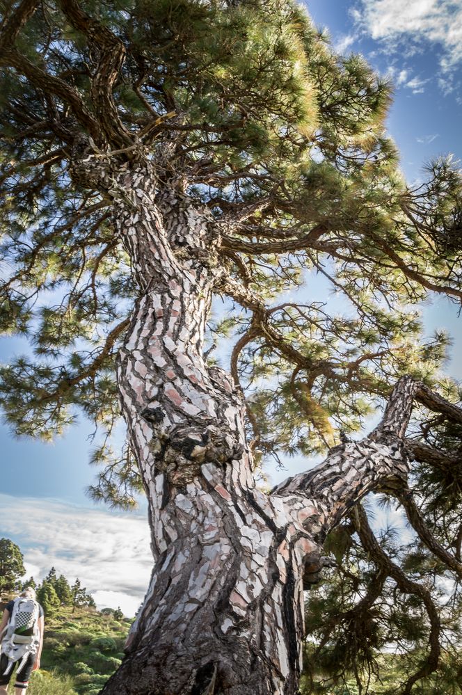 Canarian Pine