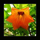 Canarina