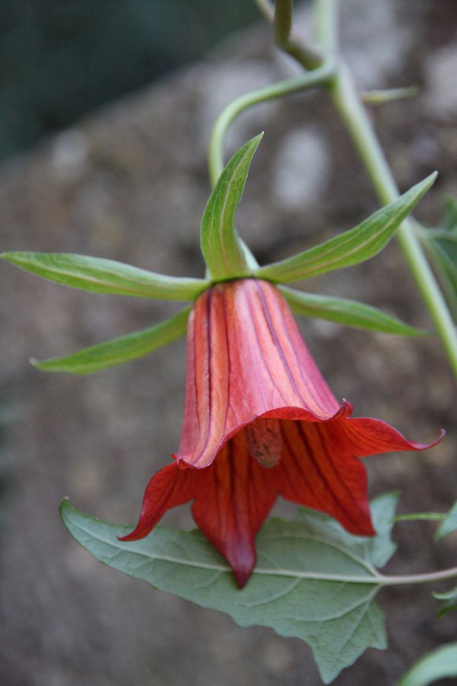 Canarina canariensis 2