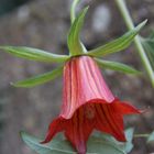 Canarina canariensis 2