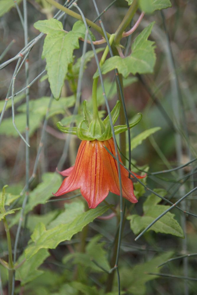 Canarina canariensis