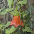 Canarina canariensis