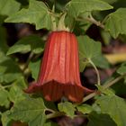 Canarina canariensis - Kanarische Glockenblume