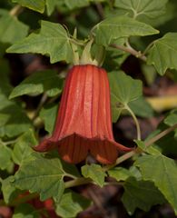 Canarina canariensis - Kanarische Glockenblume