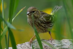 Canarino Eurasiatico