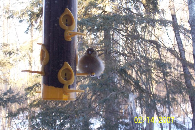 Canarino in pelliccia. Fur coated finch