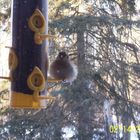 Canarino in pelliccia. Fur coated finch