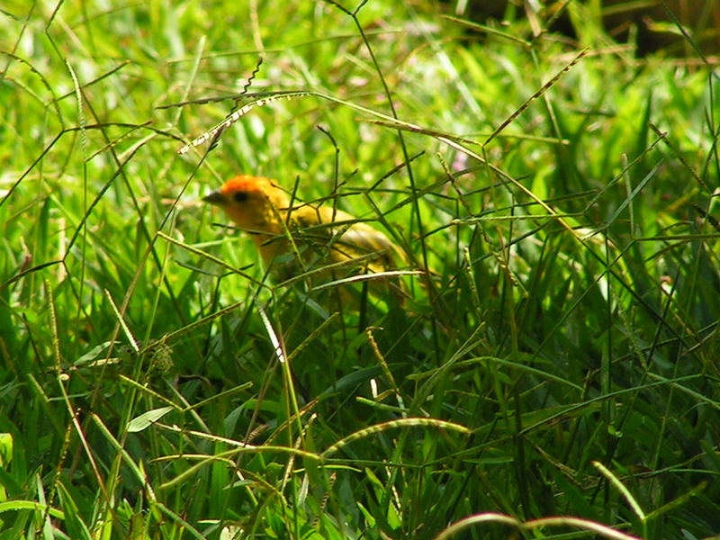 Canario da terra