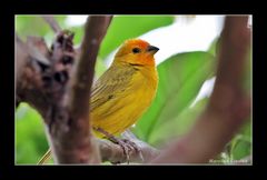 Canário-da-terra (Sicalis Flaveola Brasiliensis)