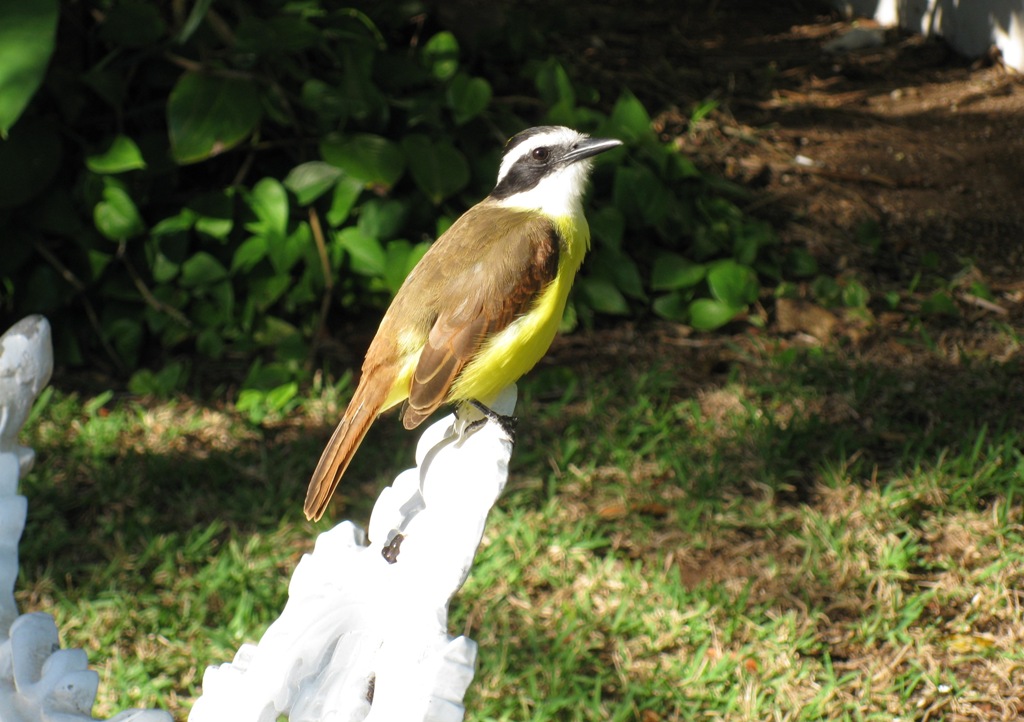 Canaris du Mexique