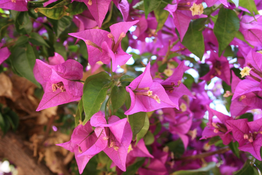 Canarischeblumen