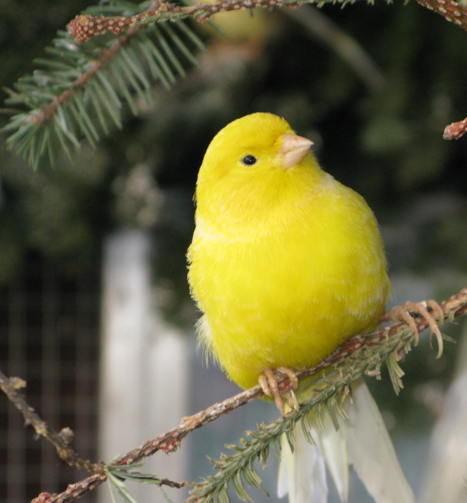 canary