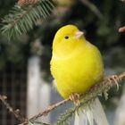 canary