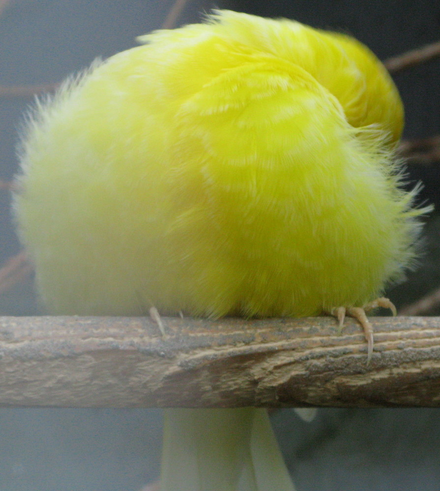 Canary after his bath