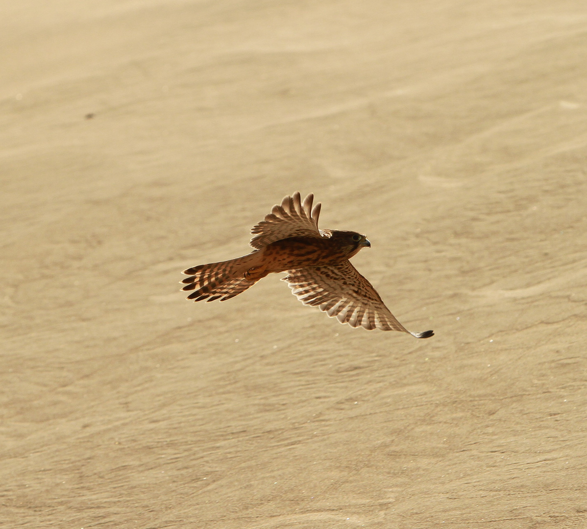 Canary Island Common Kestrel