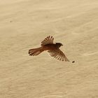 Canary Island Common Kestrel