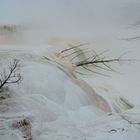 Canary Spring Mammoth, Yellowstone NP