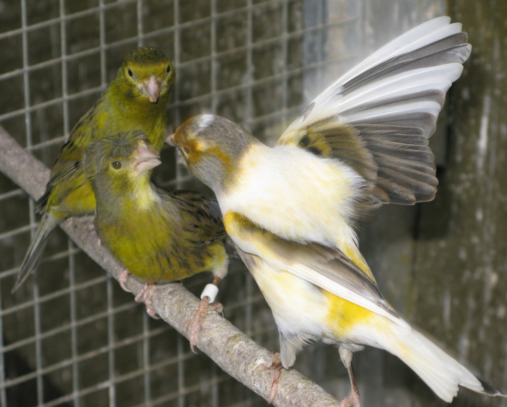 Canarybirds