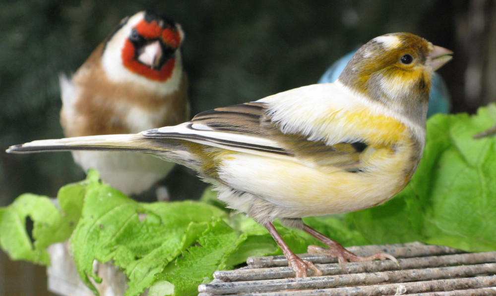 Canarybirds