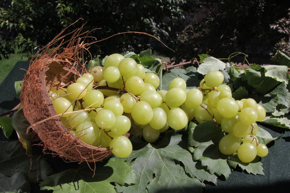 Canasta con uvas