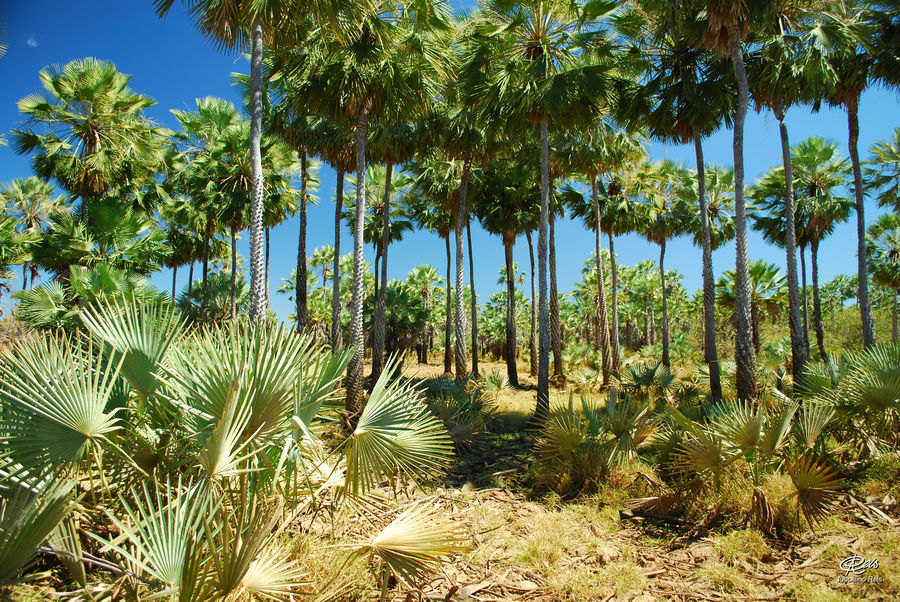 Canauba - Piauí