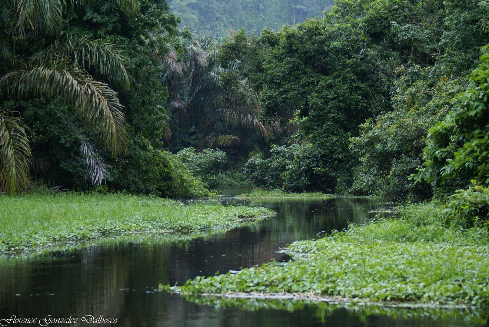 Canaux de Tortuguero 1 Costa Rica.