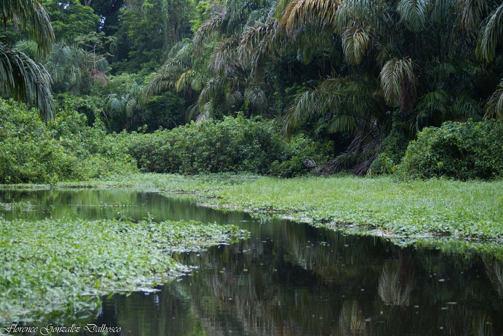 Canaux de Tortuguero  Costa Rica-