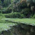 Canaux de Tortuguero  Costa Rica-