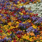 Canberra Floriade 2007