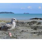 cancale